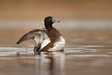 Image. Tufted Duck