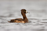Image. Tufted Duck