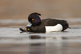 Image. Tufted Duck