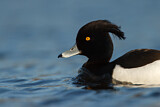Image. Tufted Duck