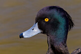 Image. Tufted Duck