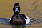 Image. Tufted Duck
