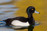 Image. Tufted Duck