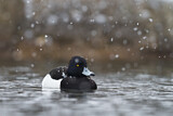 Image. Tufted Duck