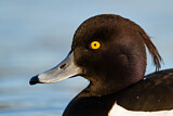 Image. Tufted Duck
