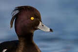 Image. Tufted Duck