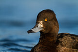 Image. Tufted Duck