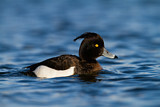 Image. Tufted Duck