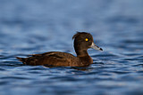 Image. Tufted Duck