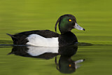 Image. Tufted Duck