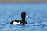 Image. Tufted Duck