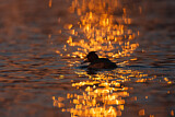 Image. Tufted Duck