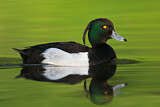 Image. Tufted Duck