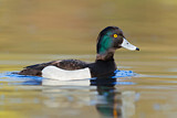 Image. Tufted Duck