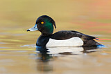 Image. Tufted Duck