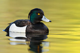 Image. Tufted Duck
