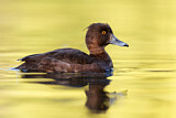 Image. Tufted Duck