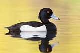 Image. Tufted Duck