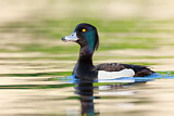 Image. Tufted Duck