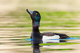 Image. Tufted Duck