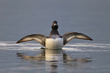 Image. Tufted Duck