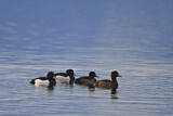 Image. Tufted Duck