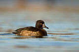 Image. Tufted Duck