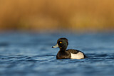 Image. Tufted Duck