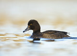 Image. Tufted Duck