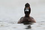 Image. Tufted Duck