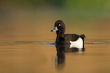 Image. Tufted Duck