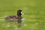 Image. Tufted Duck