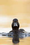 Image. Tufted Duck