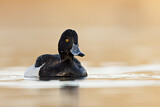 Image. Tufted Duck