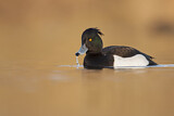 Image. Tufted Duck