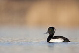 Image. Tufted Duck