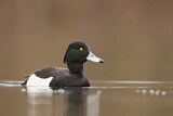 Image. Tufted Duck