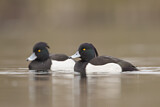 Image. Tufted Duck