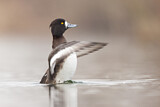 Image. Tufted Duck