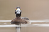 Image. Tufted Duck