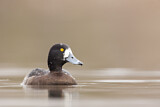 Image. Tufted Duck