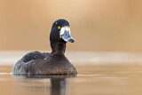 Image. Tufted Duck