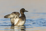 Image. Tufted Duck