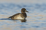 Image. Tufted Duck