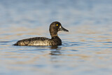 Image. Tufted Duck