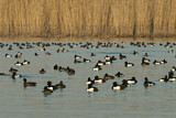 Image. Tufted Duck