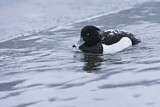 Image. Tufted Duck