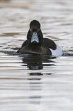 Image. Tufted Duck