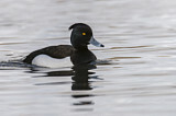 Image. Tufted Duck