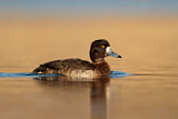 Image. Tufted Duck
